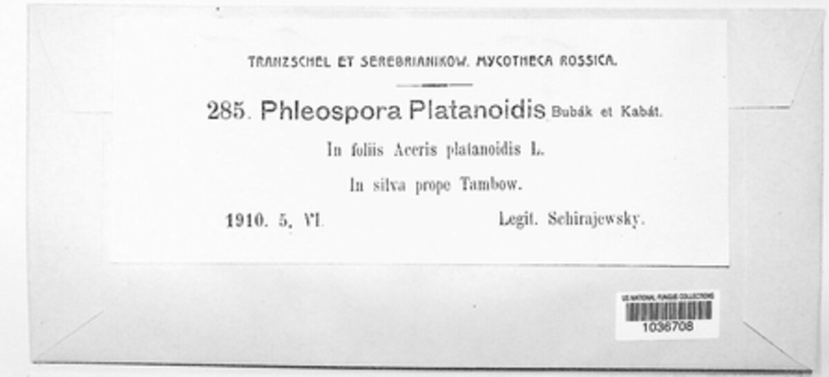 Phloeospora platanoidis image